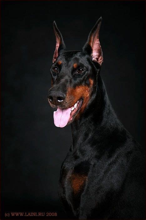 The Doberman Pinscher Community: Connecting with Fellow Enthusiasts and Breeders