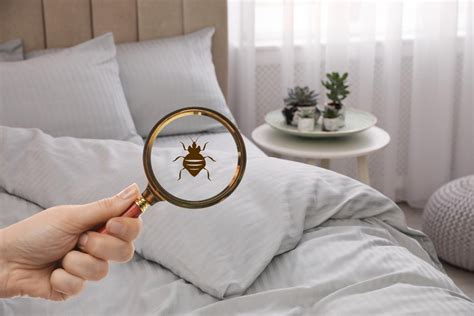 The Dreaded Bed Bugs: Stealthy Intruders in Your Personal Refuge