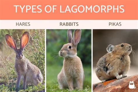 The Dynamics of Power Between Canines and Lagomorphs in Dreamscapes