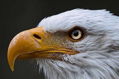 The Eagle's Acute Eyesight: A Master of Observation