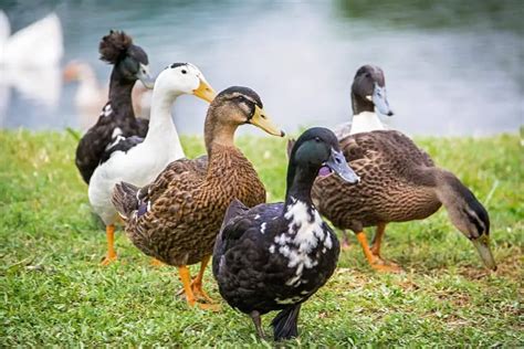 The Ecological Impact of Keeping Ducks as Pets