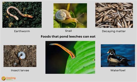 The Ecological Role of Leeches: Understanding their Importance in Nature
