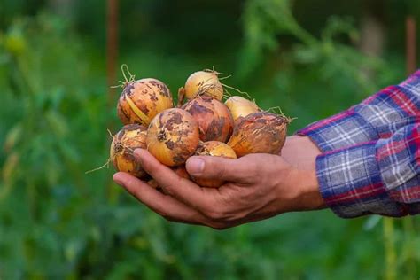 The Economics of Onion Farming: Analyzing Profitability and Sustainability