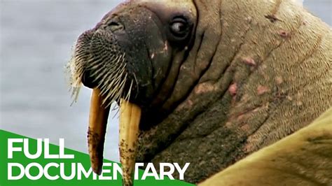 The Element of Surprise: Unexpected Meetings with Walruses