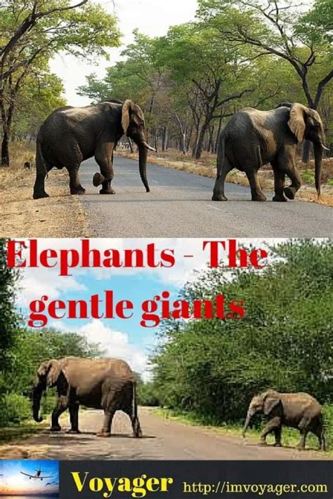 The Elephant: A Gentle Giant with Lessons to Teach Us About Compassion and Empathy