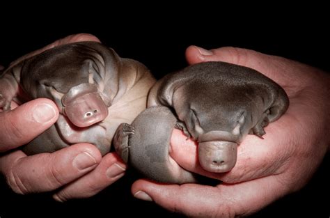 The Elusive Infant Platypus: Investigating the Challenges of Examining their Growth