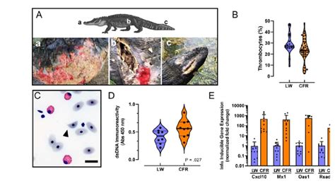 The Elusive Nature of Sightings: Understanding the Difficulties of Observing Uncommon Alligator Phenotypes