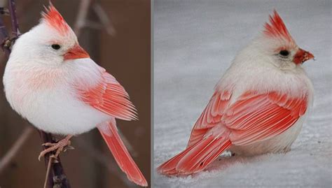 The Elusive Rarity: The White Cardinal Phenomenon