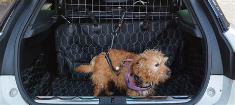 The Emergence of the "Driving Dogs" Phenomenon: A Fresh Approach to Experiencing Canine Excursions