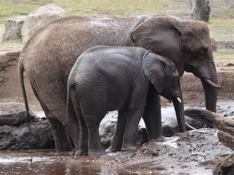 The Emotional Impact of Cuddling a Young Pachyderm