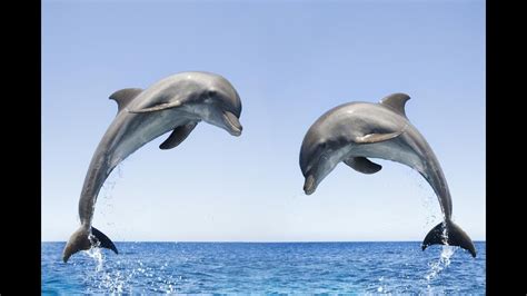 The Emotional Impact of Experiencing the Grace of Dolphins