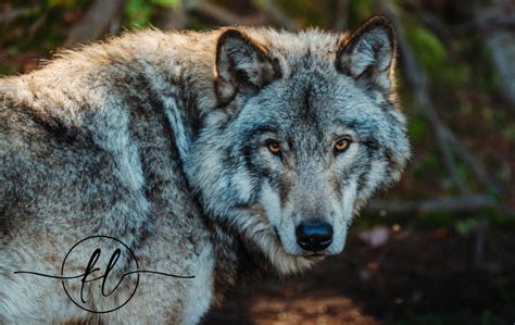 The Empowering Potential of Embracing the Inner Wolf