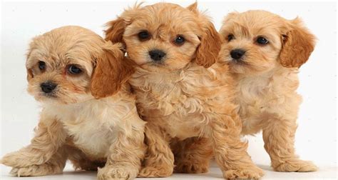 The Enchanting Allure of Puppies