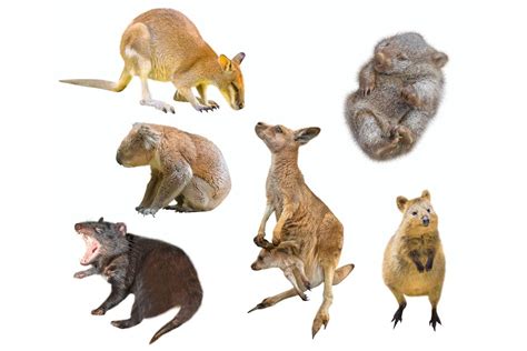 The Enchanting Allure of an Exceptional Achromatic Australian Marsupial