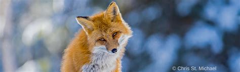 The Enchanting Aura of the Cunning Vulpes: Legends and Folklore