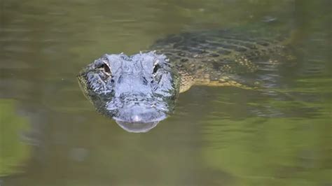 The Enchanting Fascination of Alligators in the World of Dreams