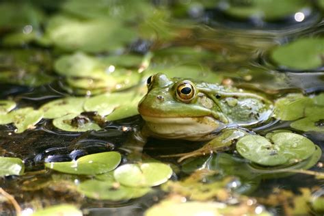 The Enchanting Habitats of Pond Frogs and Turtles