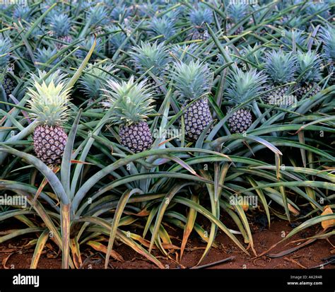 The Enchanting Haven of Tropical Pineapple Plantations