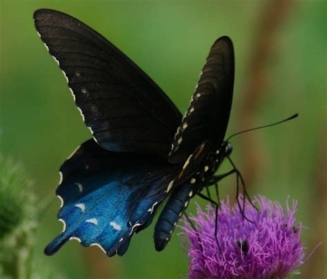 The Enchanting Journey of Dark-winged Butterflies