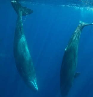 The Enchanting Realm of Dolphin Wonders