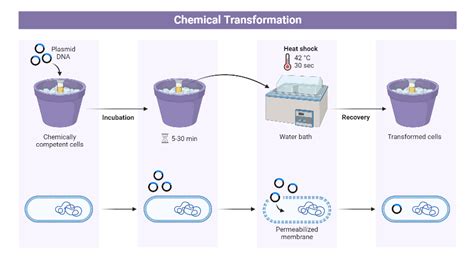 The Enchanting Sphere of Chemical Transformations