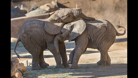 The Enchanting Splendor of Infant Pachyderms