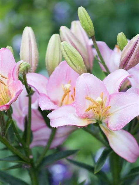 The Enchanting Symbolism of the Elegant Lily Blossom