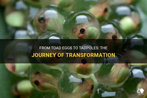 The Enchanting Transformation: From Egg to Tadpole