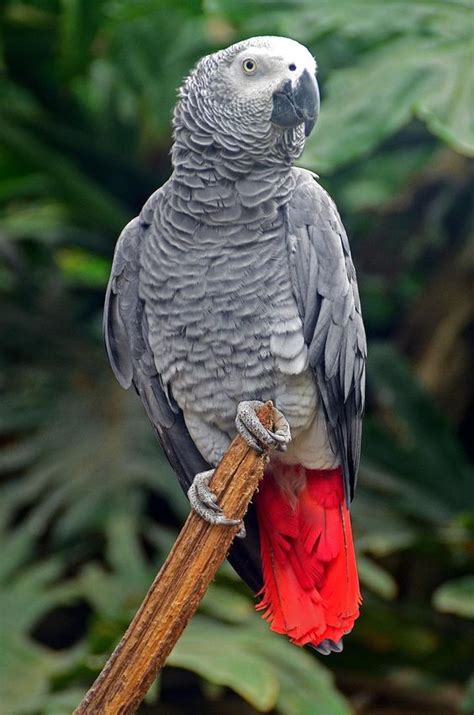 The Enchanting Vocal Abilities of African Grey Parrots