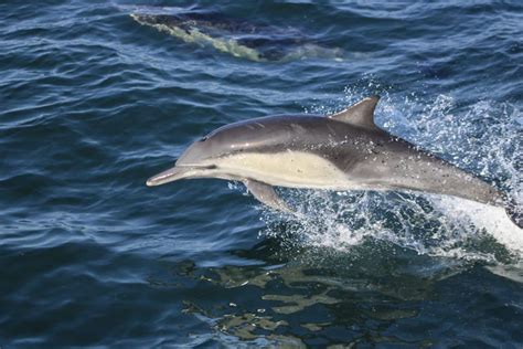 The Enchanting World of Dolphins: Embark on a Journey with these Fascinating Creatures