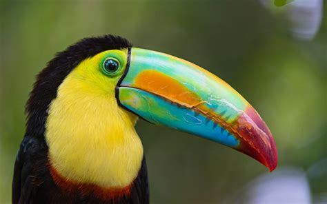 The Enchanting World of Exotic Birds: From Toucans to Parrots