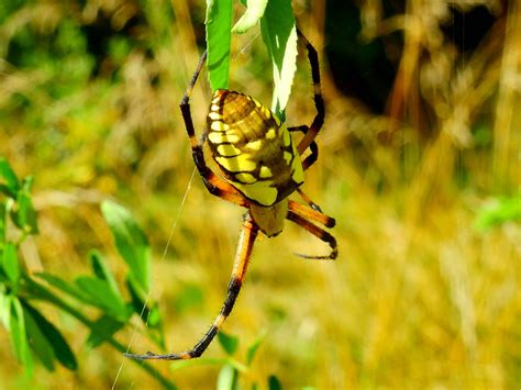 The Enchanting World of Golden Orb Weavers