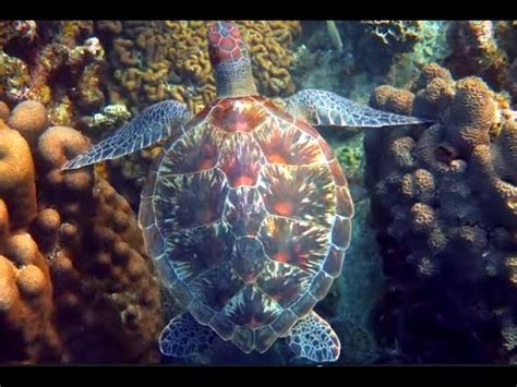 The Enchanting World of Majestic Sea Turtles