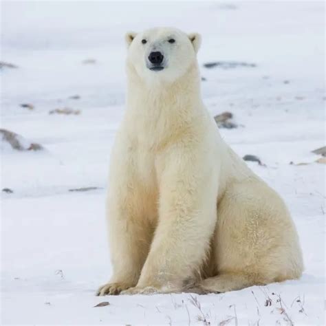 The Enchanting World of Young Arctic Predators