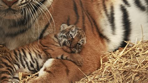 The Enchantment of Baby Tiger Cubs: A Unique Wildlife Encounter