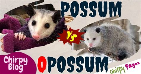 The Enchantment of Embracing a Possum: Decoding the Mystery Messages