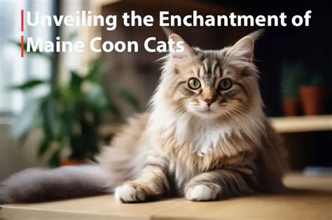 The Enchantment of Mounting a Feline Companion