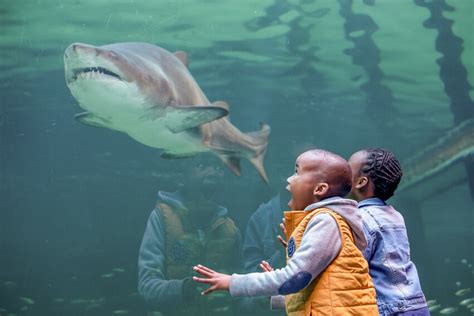 The Enchantment of Pet Sharks: What Fascinates People about Aquatic Companions?