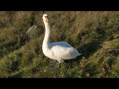 The Encounter: A Swan in Distress