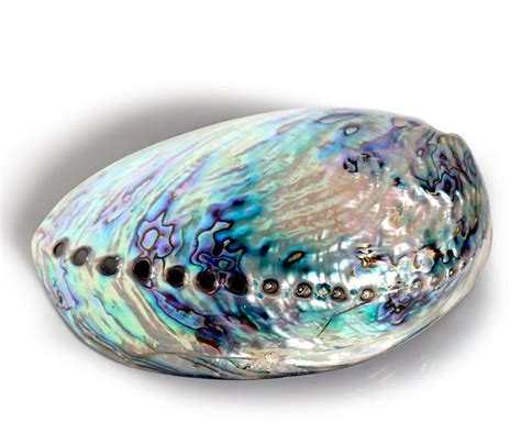 The Enigma Behind Discovering a Gem Within a Mollusk