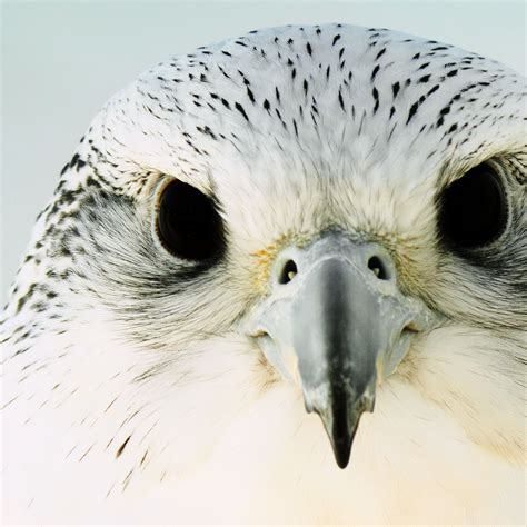 The Enigma Surrounding the Majestic Albino Peregrine Falcon