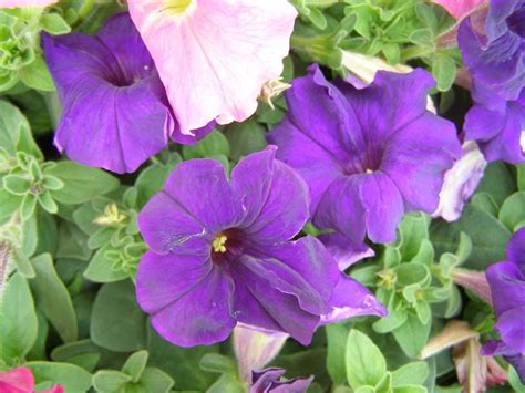 The Enigma Unveiled: Tracing the Origins and Cultivation of Midnight Petunias