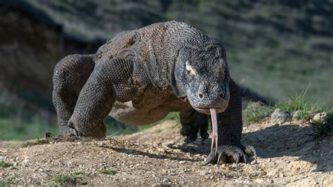 The Enigma and Intrigue Surrounding the Komodo Dragon