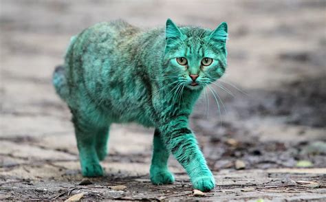 The Enigma of Encountering a Slate-Colored Feline