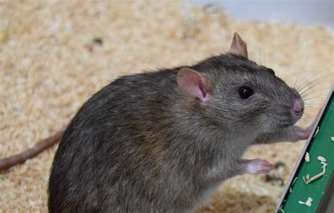 The Enigma of Grey Rat's Behavior and Characteristics