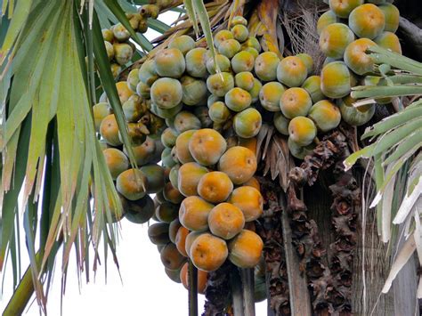 The Enigma of the Broken Palm Fruit