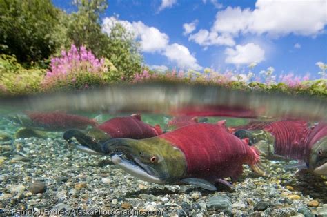 The Enigma of the White Salmon: A Natural Wonder