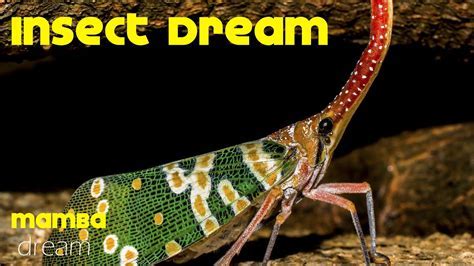 The Enigmas of Insect Dreams