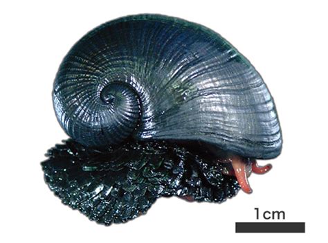 The Enigmatic Arrival of the Mysterious Dark Gastropod