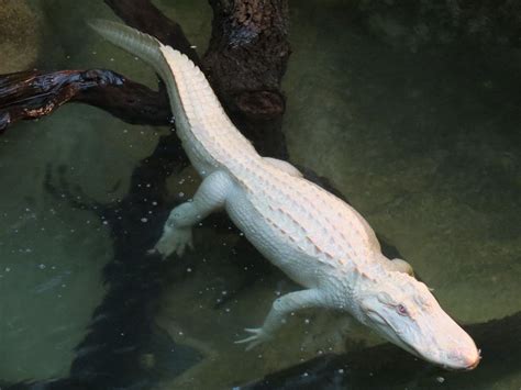 The Enigmatic Beauty of White Alligators